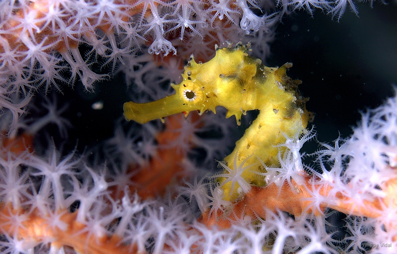 Birmanie - Mergui - 2018 - DSC02964 - Tigertail seahorse - Hippocampe a queuu tigree - Hippocampus comes.JPG